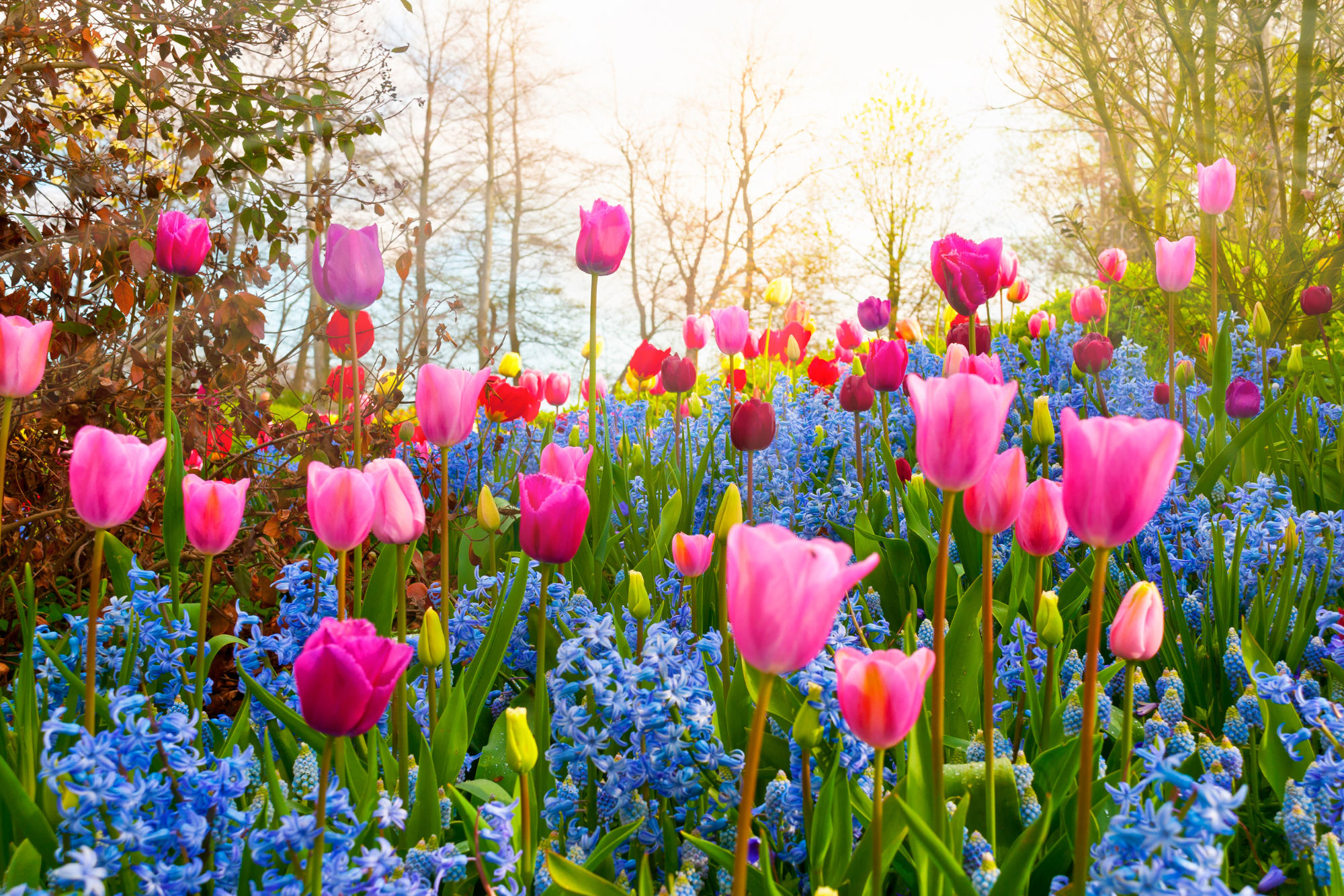 Spring Flowers